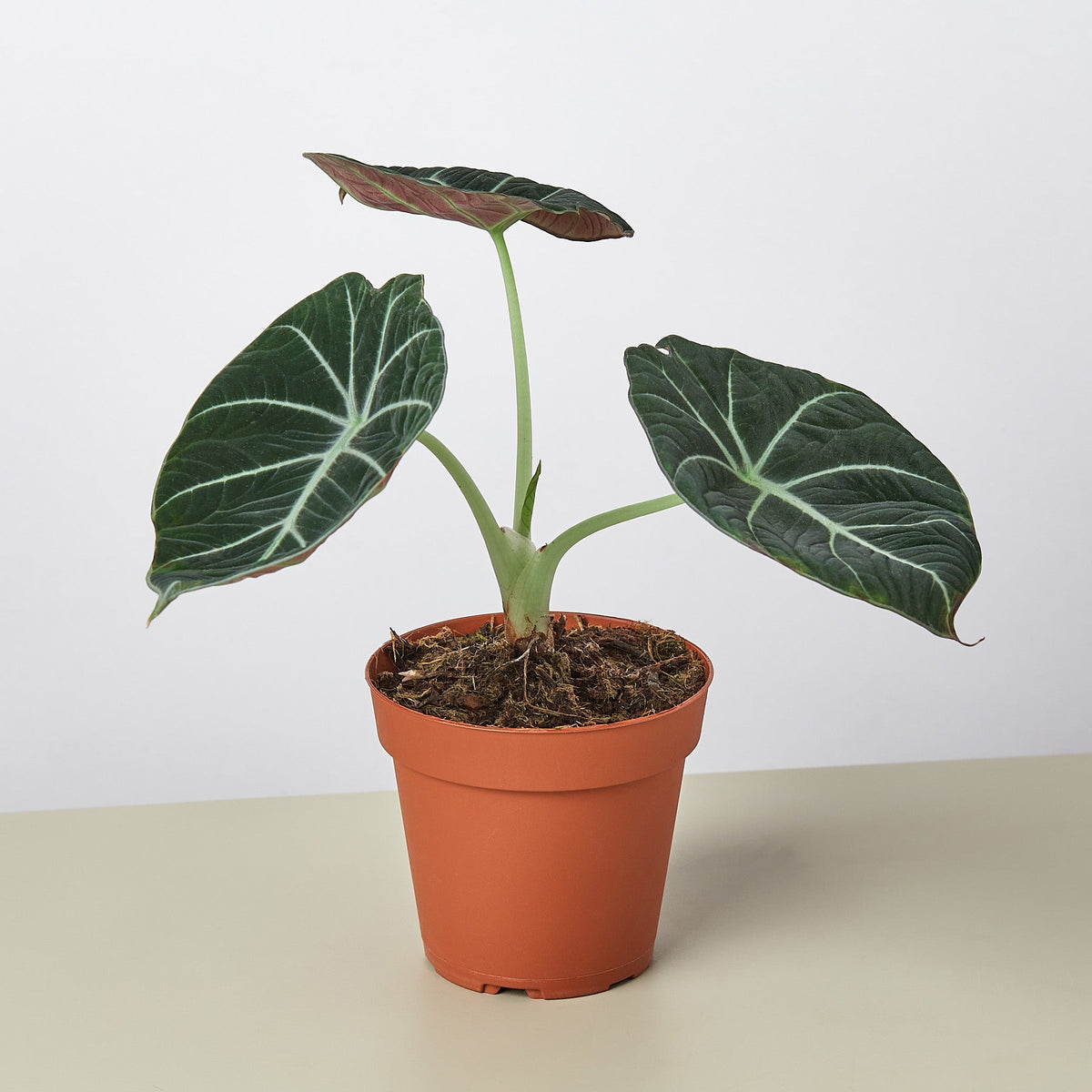 A potted Alocasia plant with large dark green leaves featuring prominent white veins, planted in a terracotta-colored plastic pot on a light beige surface against a white background.