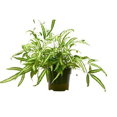 Potted plant with green leaves on a white background