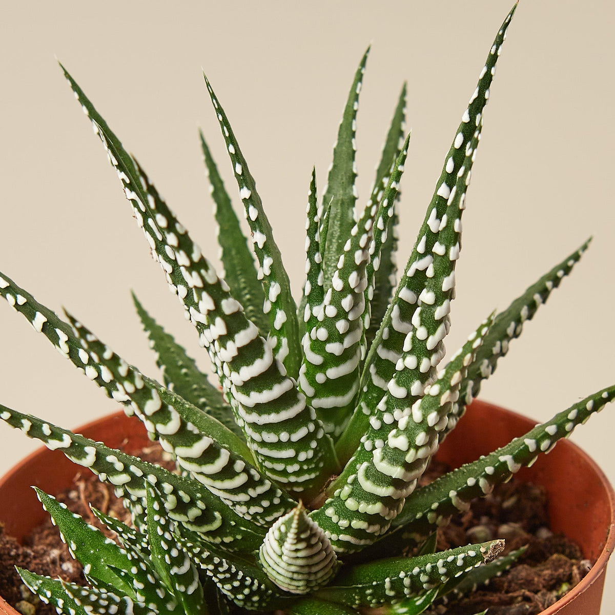 Potted succulent plant with white stripes on a beige background