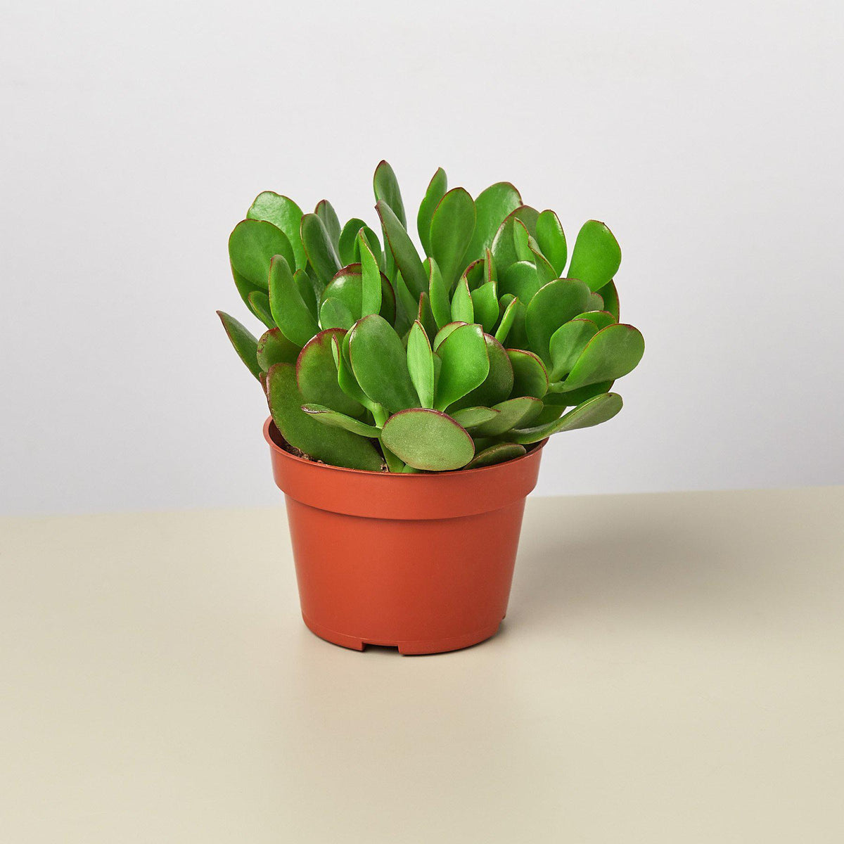 Green potted plant on a beige surface with a white background
