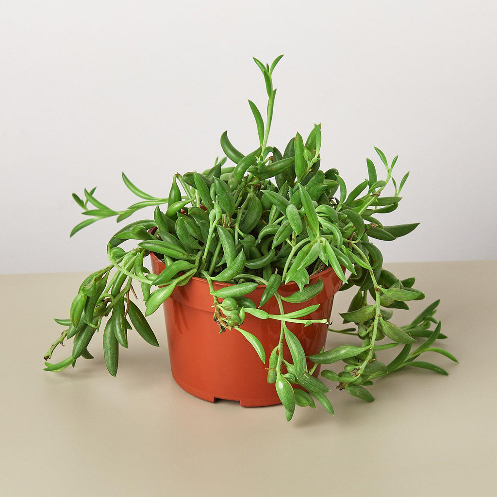 Potted plant with green leaves on a beige surface and light gray background