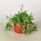 Potted plant with green leaves on a beige surface and light gray background