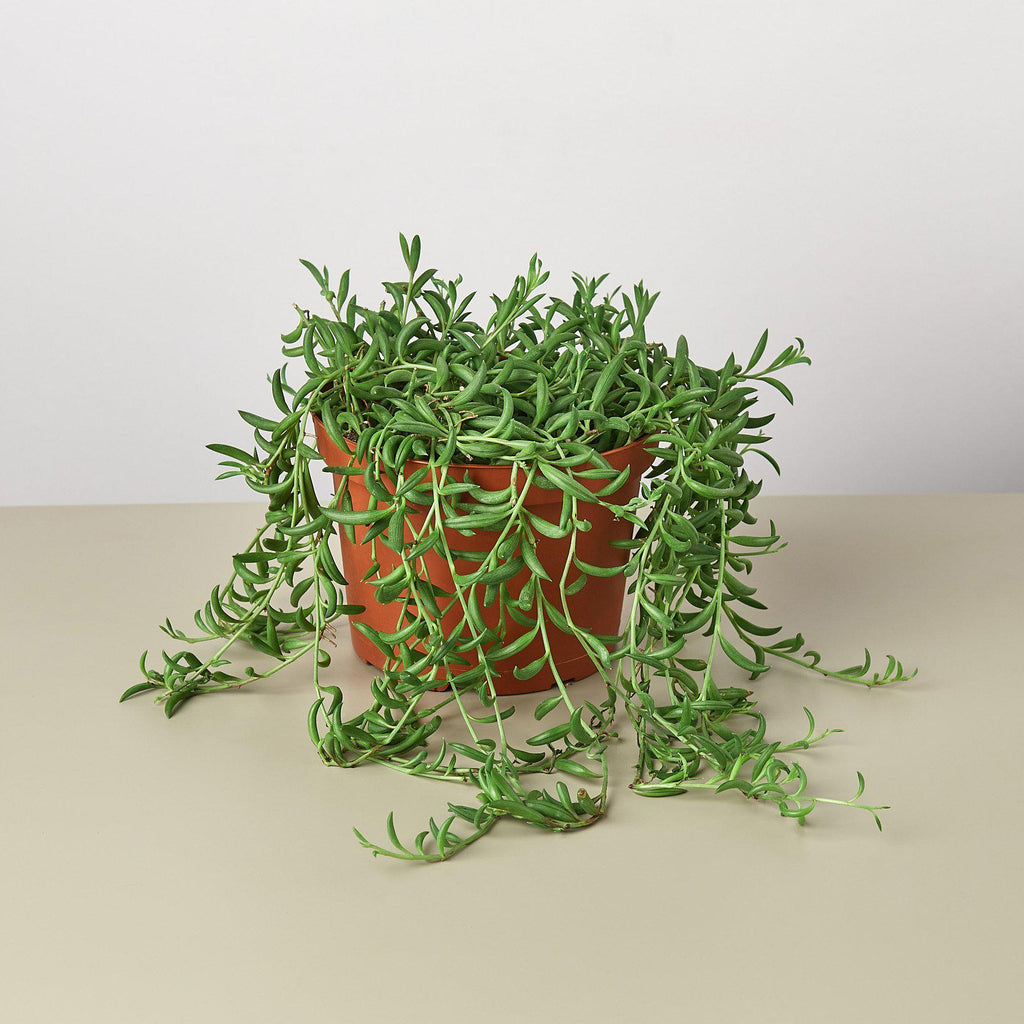A potted trailing green succulent plant in a terracotta-colored pot, set on a light beige surface against a neutral light gray background.