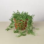 A potted trailing green succulent plant in a terracotta-colored pot, set on a light beige surface against a neutral light gray background.