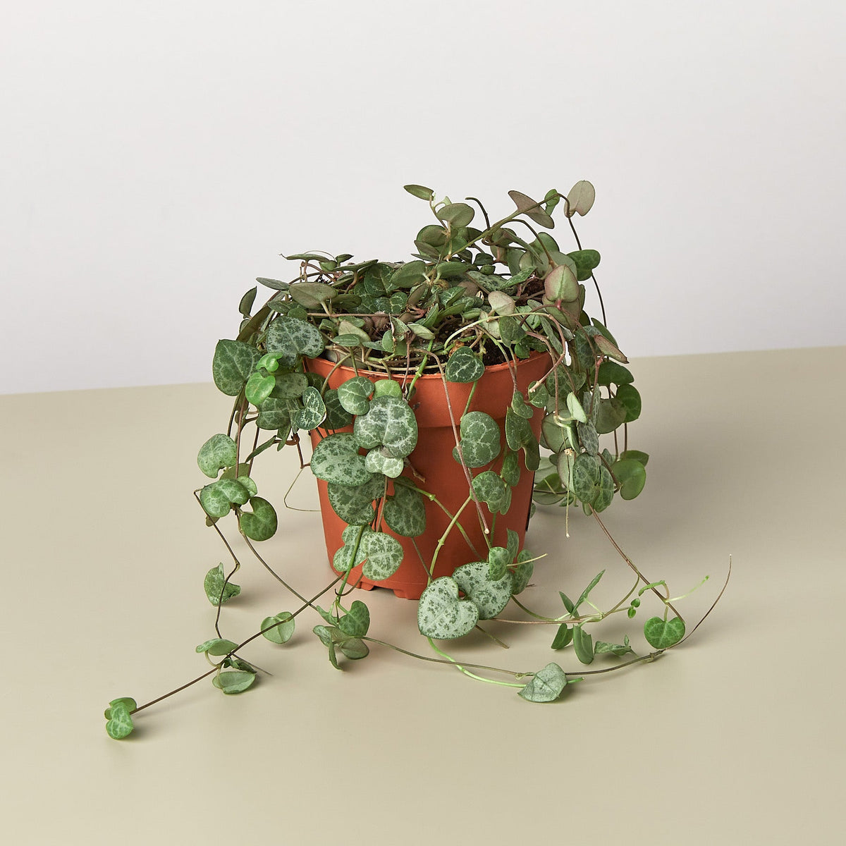 A potted trailing plant with heart-shaped green and silver variegated leaves in a terracotta-colored plastic pot, set against a minimalist beige and white background.