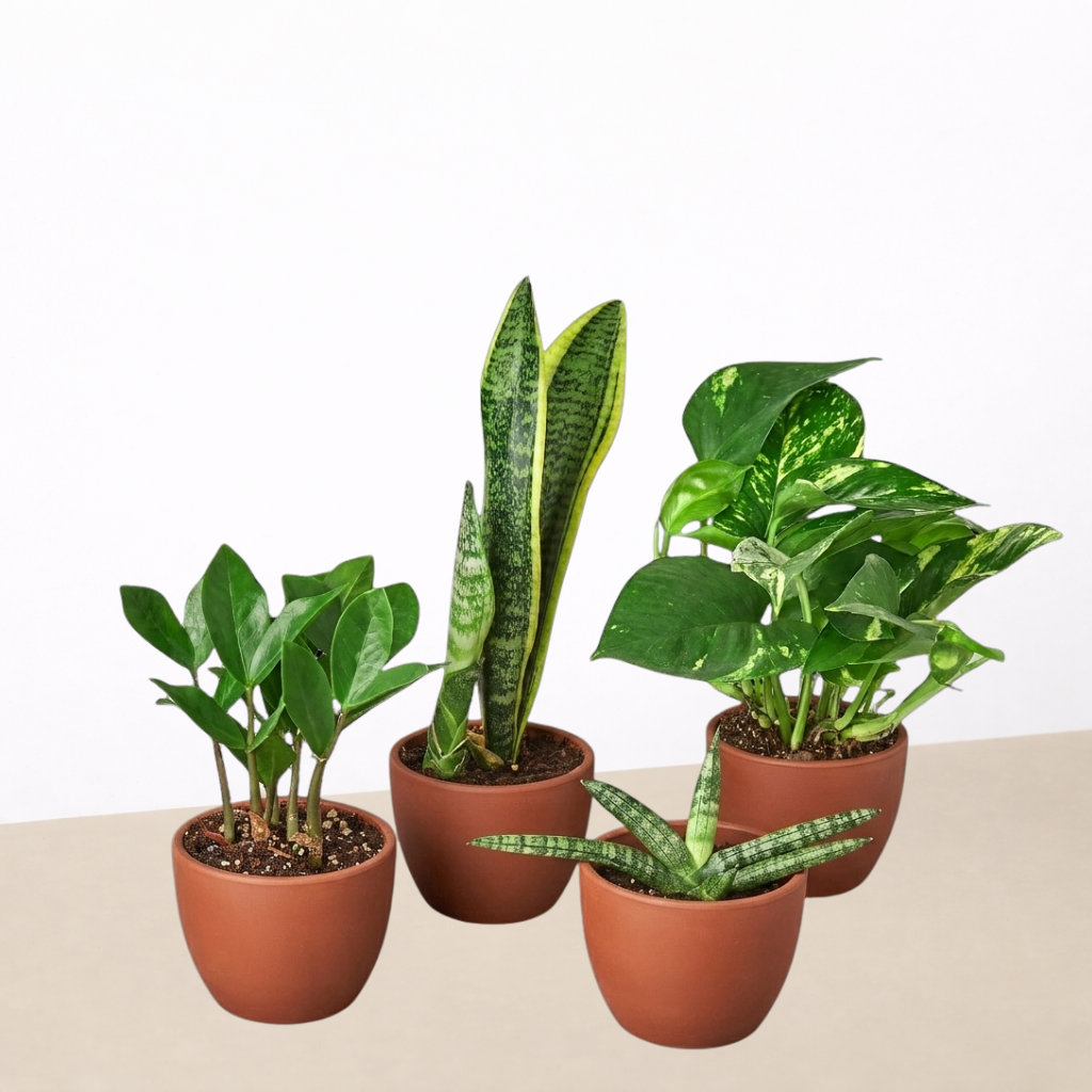 Easy-Care Houseplant Quartet