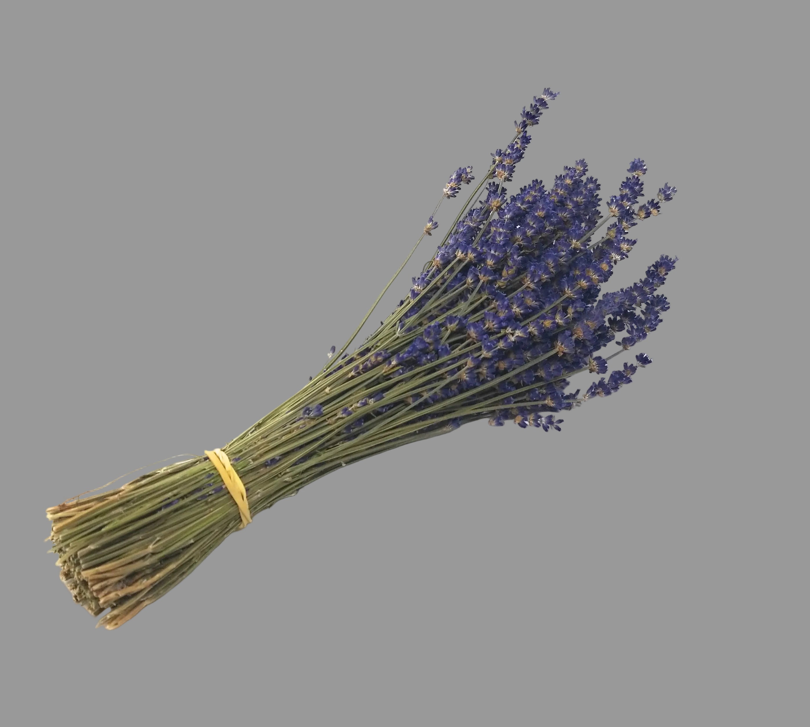 Bouquet of lavender tied with a rubber band on a grey background