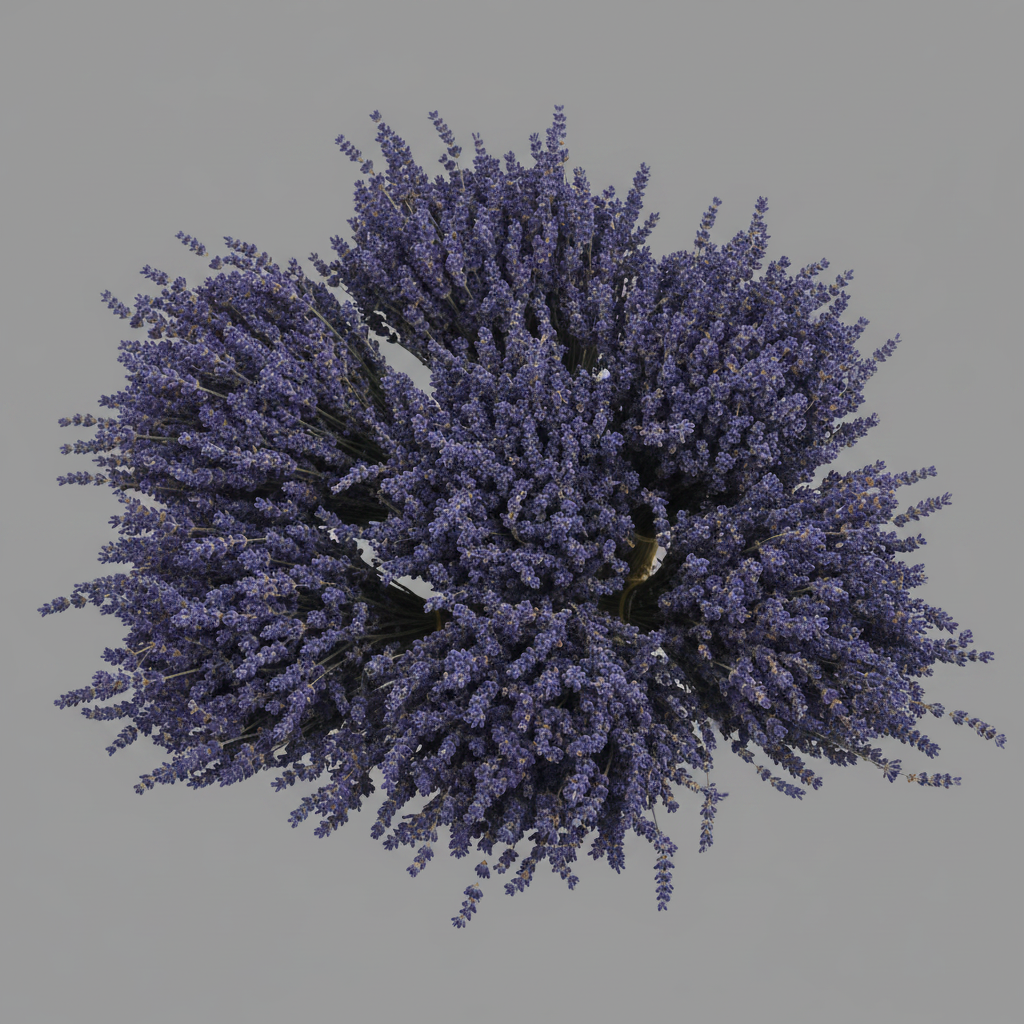 Culinary Lavender Bundles - 14" - 18" Long
