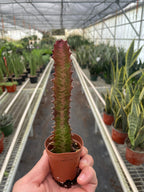 Potted cactus held in front of a greenhouse with other plants.