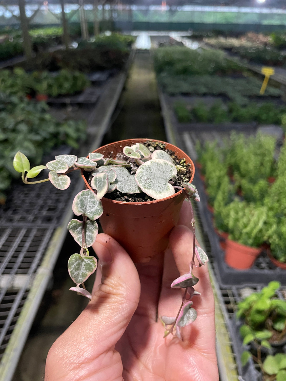 ed leaves edged in cream and pink trailing from a brown nursery pot.