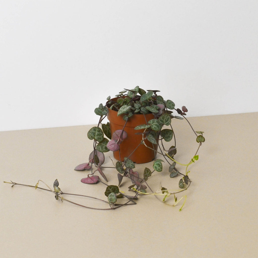 Potted plant with trailing vines on a beige surface