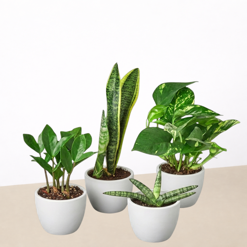Easy-Care Houseplant Quartet