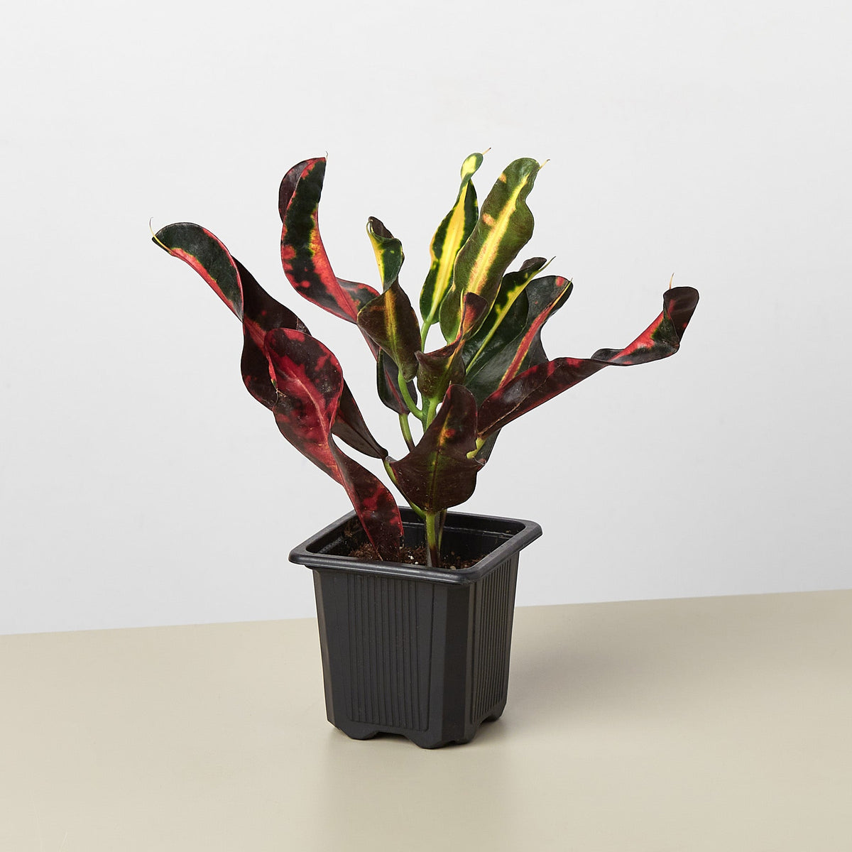 Potted plant with red and green leaves on a white background