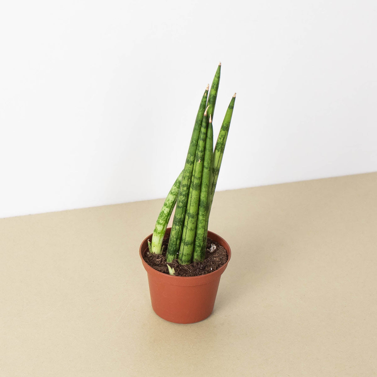 Potted snake plant on a beige surface with a white background