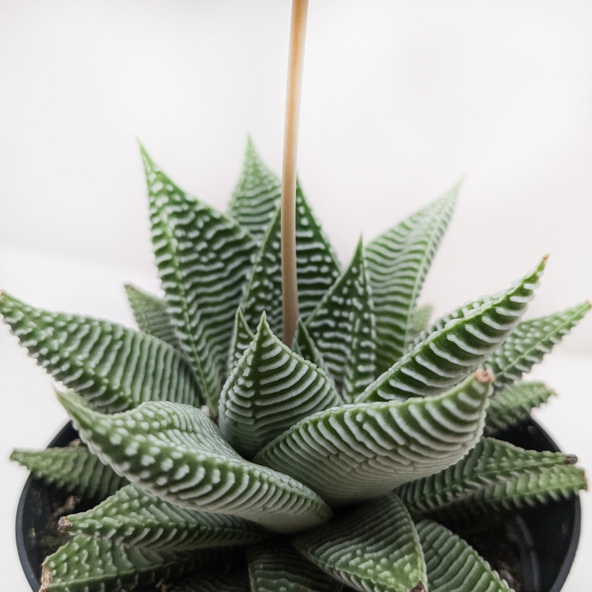 Potted succulent plant with striped leaves on a white background