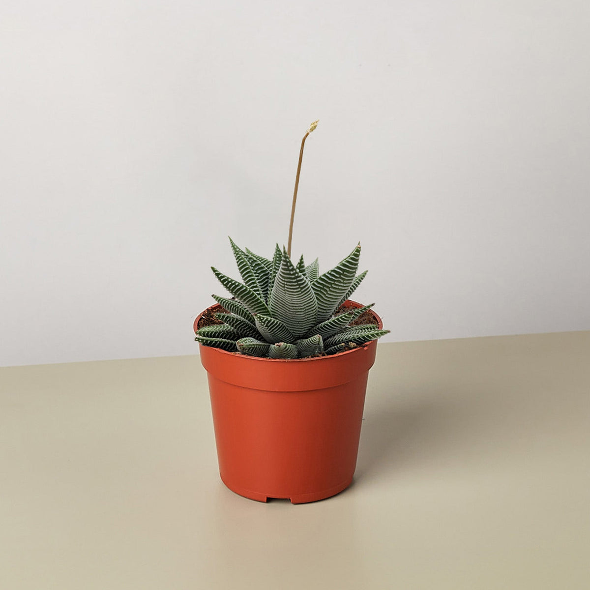 Potted plant with striped leaves on a beige surface and light gray background