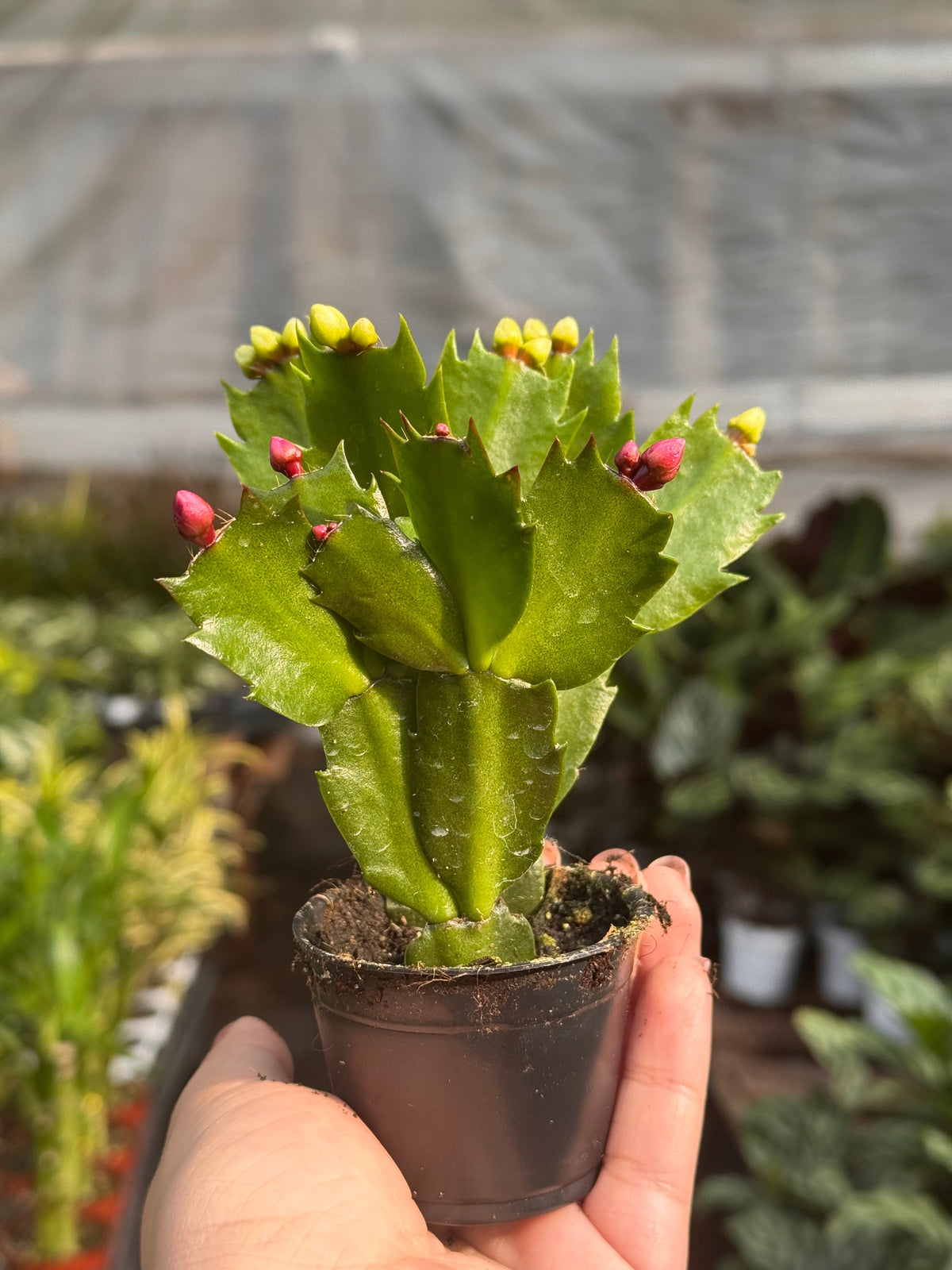 Small potted plant held in a hand with a blurred greenhouse background