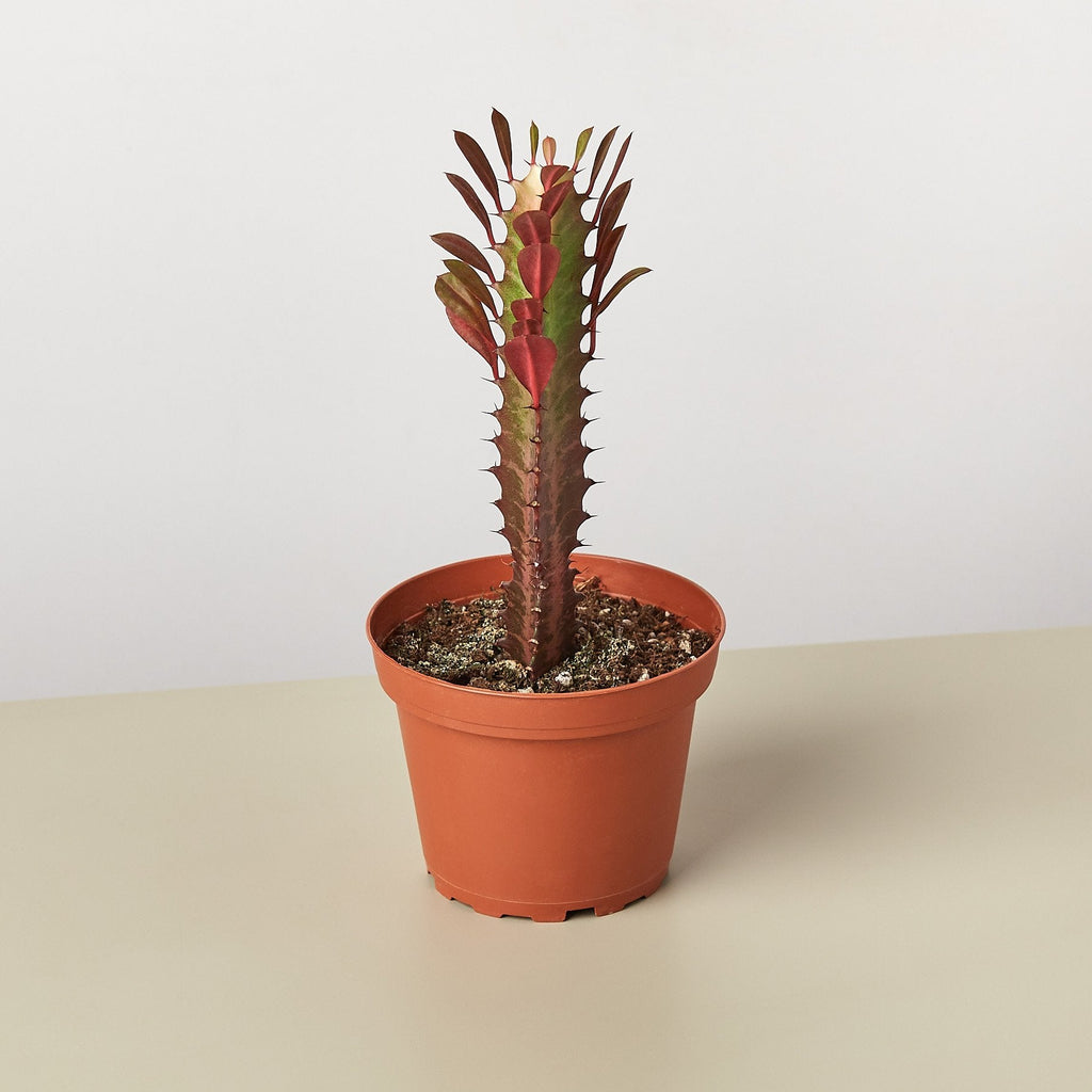 A potted Euphorbia plant with reddish-brown spiky stems and green leaves, in a terracotta-colored plastic pot, set against a neutral studio background.