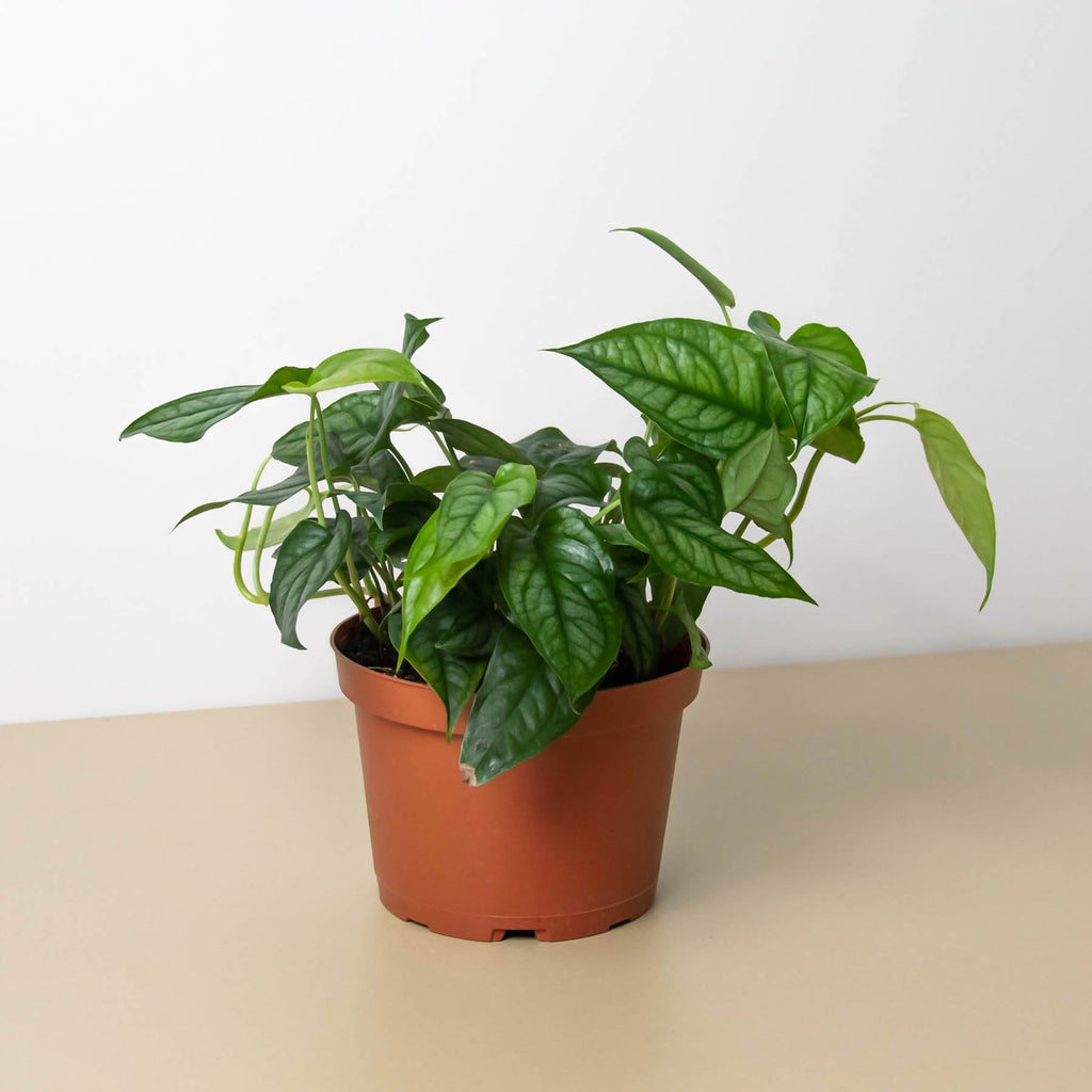 A green leafy houseplant in a terracotta-colored plastic nursery pot, set on a light beige surface against a plain white wall.