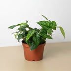 A green leafy houseplant in a terracotta-colored plastic nursery pot, set on a light beige surface against a plain white wall.