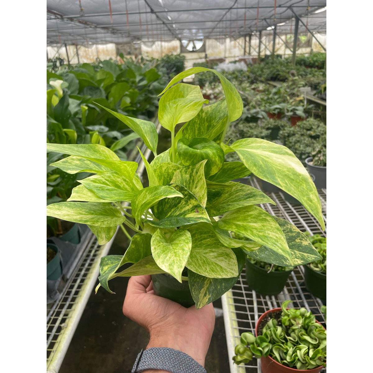 A variegated pothos plant with green and yellow leaves held by a hand in a greenhouse setting.