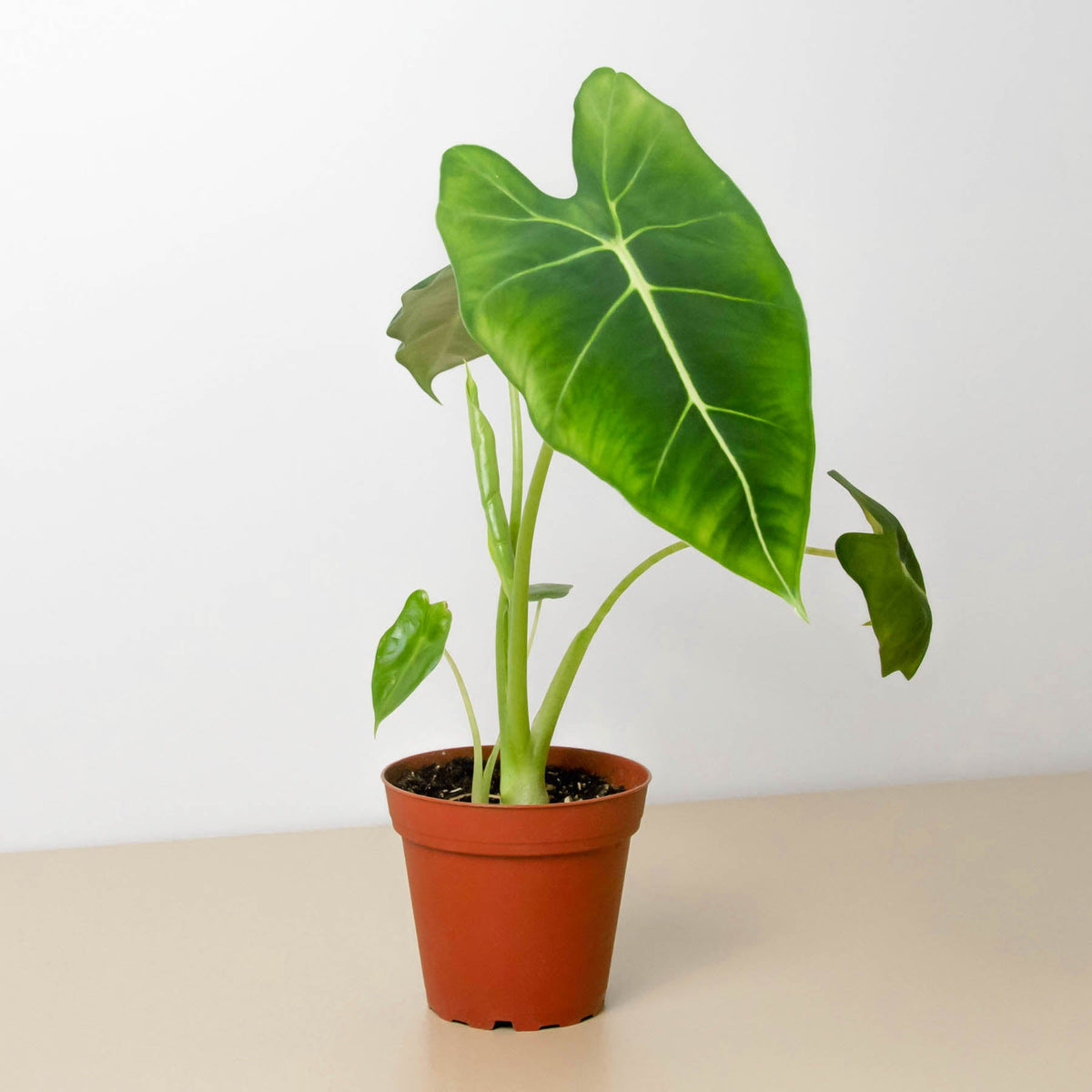 Potted plant with large green leaves on a plain background