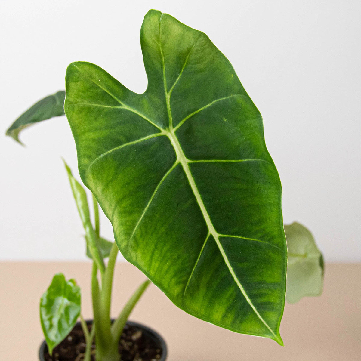 Potted plant with large green leaves on a neutral background