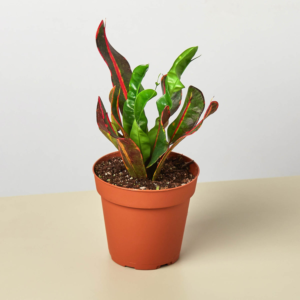 A potted variegated croton plant with green and red leaves, in a classic terracotta-colored plastic nursery pot, set against a clean, light gray background.