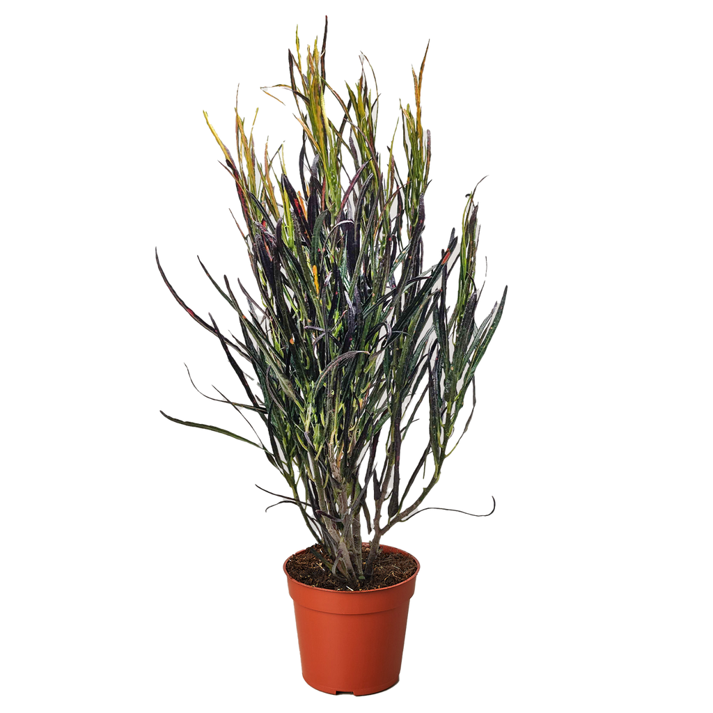 A potted ornamental plant with long, narrow, dark green to purplish leaves in a terracotta-colored plastic pot, isolated on a solid white background.