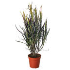A potted ornamental plant with long, narrow, dark green to purplish leaves in a terracotta-colored plastic pot, isolated on a solid white background.