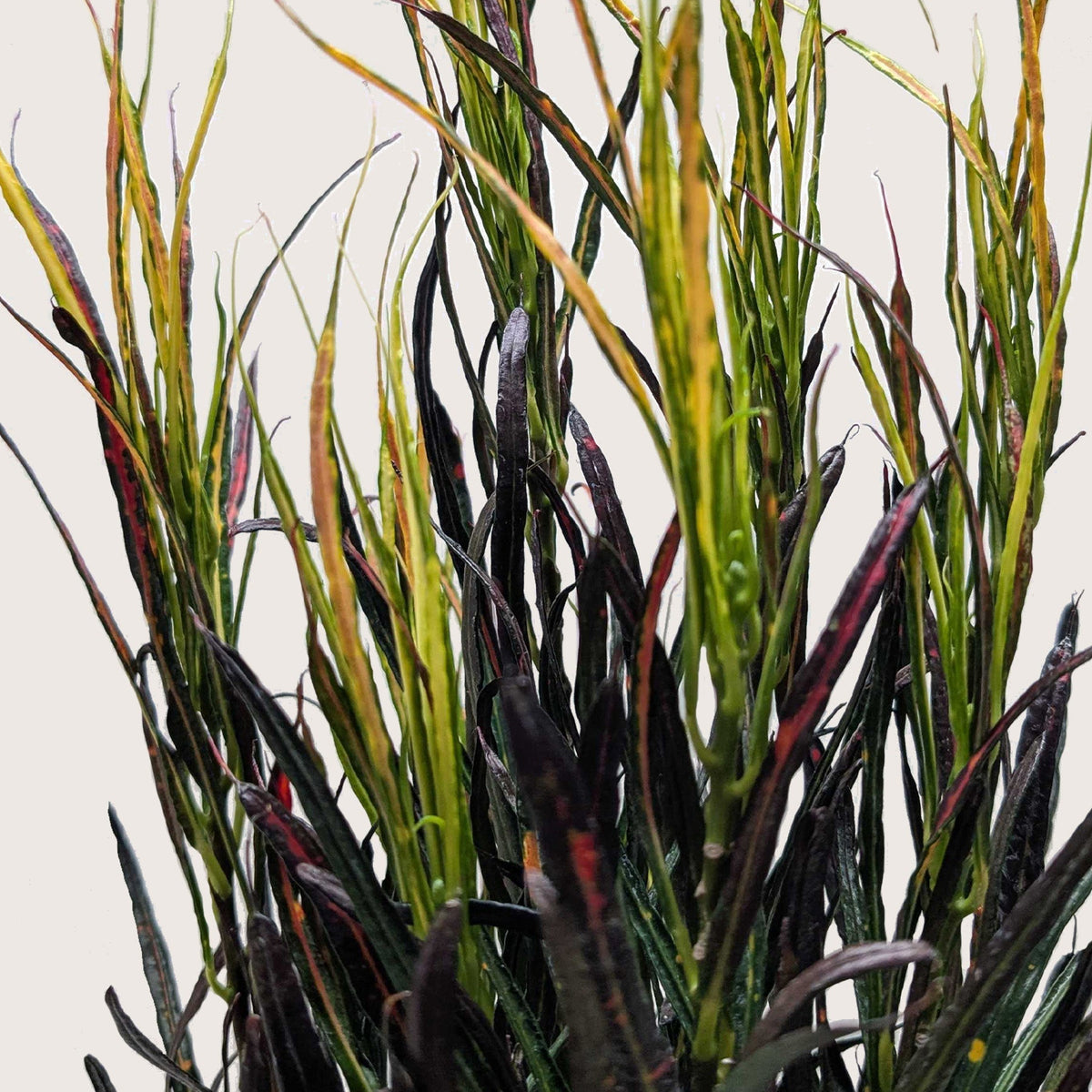 Close-up of a plant with green and purple leaves on a light background