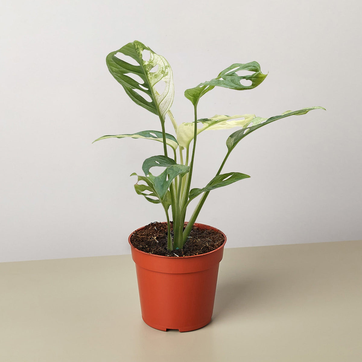 Potted plant with variegated leaves on a beige surface and light gray background