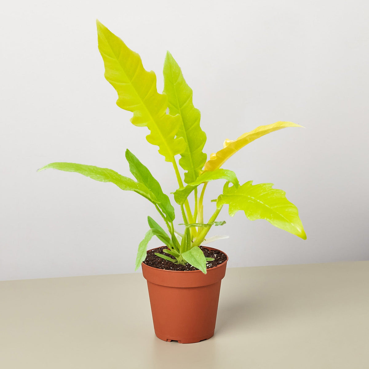 Philodendron ‘Golden Ring of Fire’