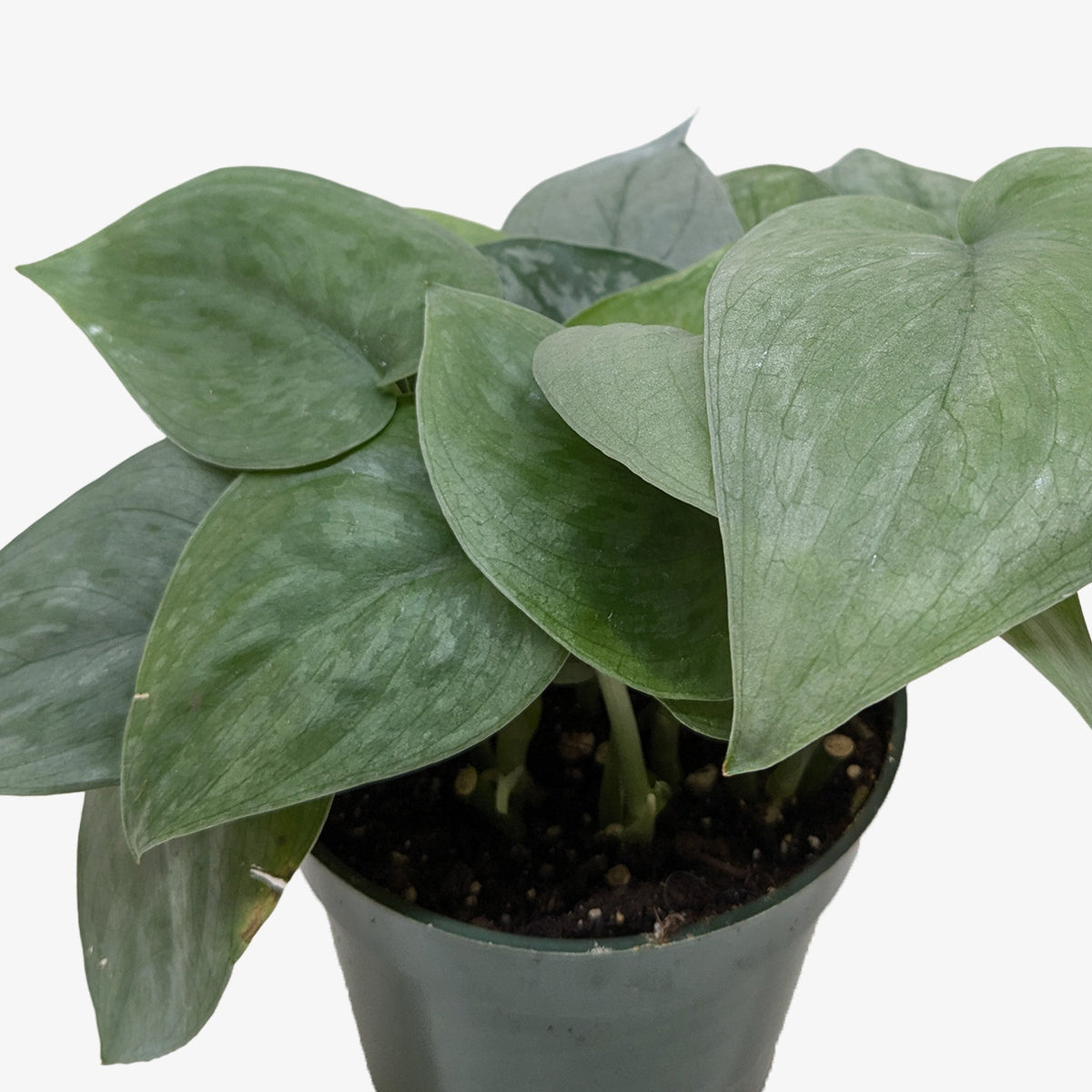 Potted green plant with large leaves on a white background