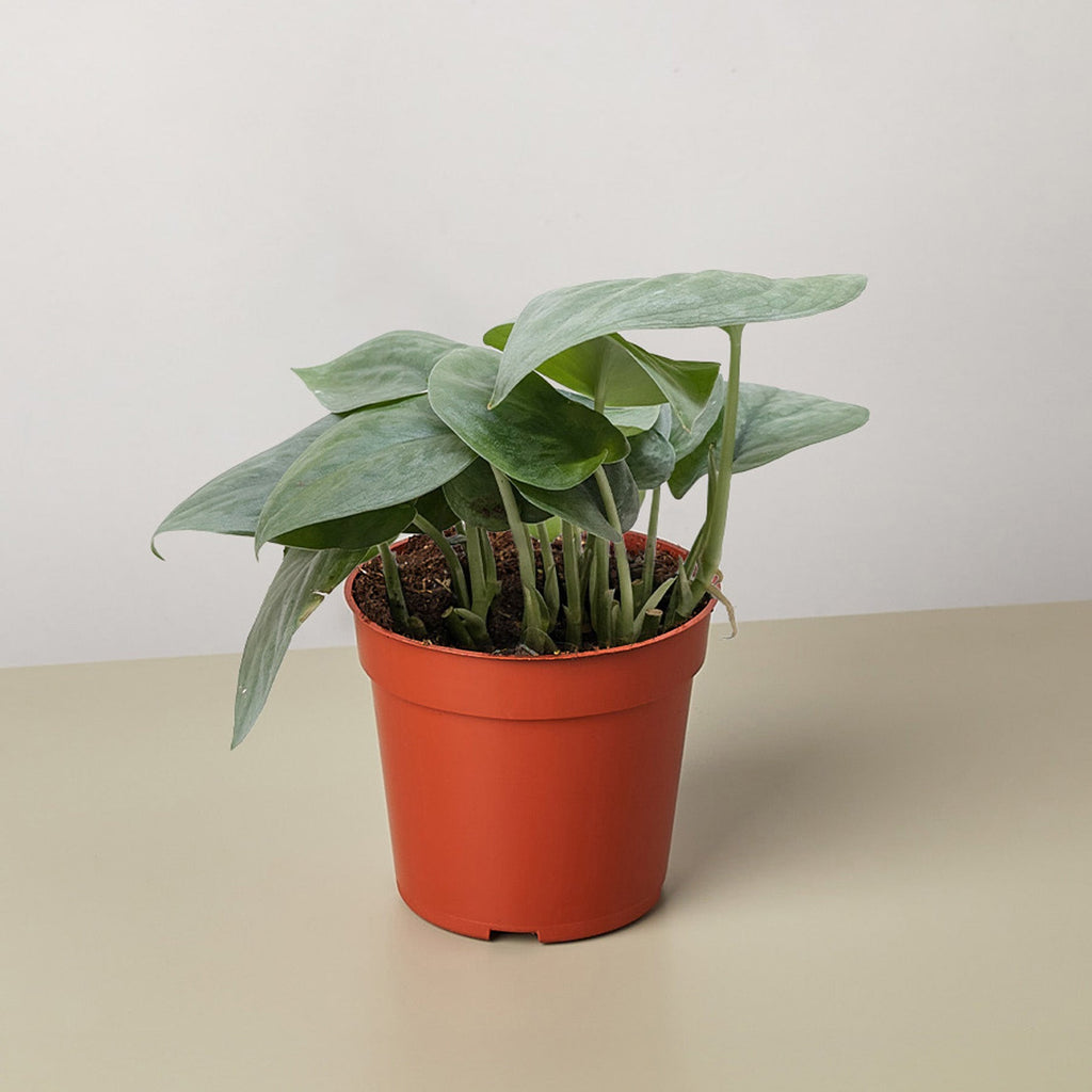 Potted plant with green leaves in an orange pot on a beige surface with a light gray background
