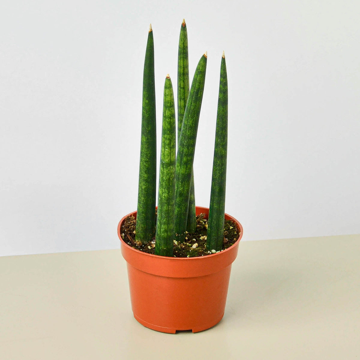 Potted snake plant on a neutral background