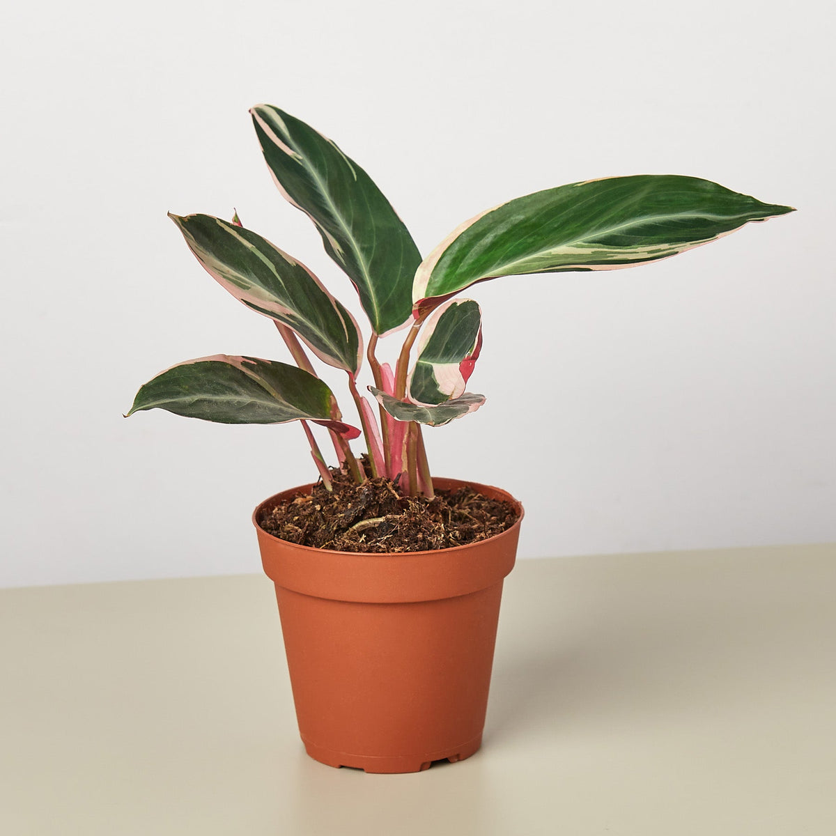 A potted variegated Stromanthe plant with green, pink, and cream leaves in a classic terracotta-colored plastic nursery pot, set against a clean white background.