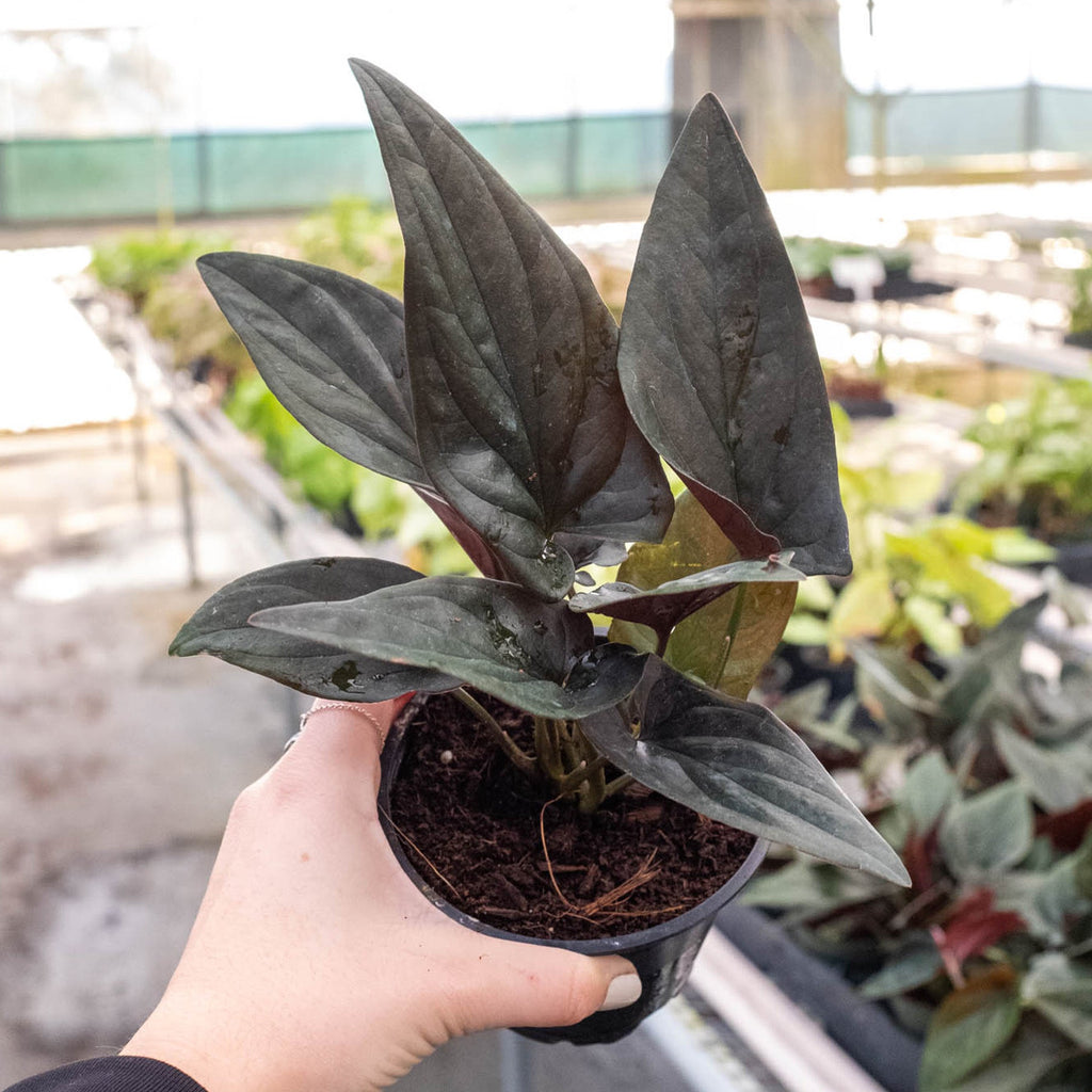Hand holding a potted plant with a blurred indoor setting