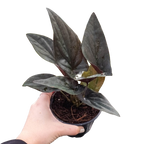 A potted houseplant with large dark gray-green leaves being held in a person's hand against a plain white background.