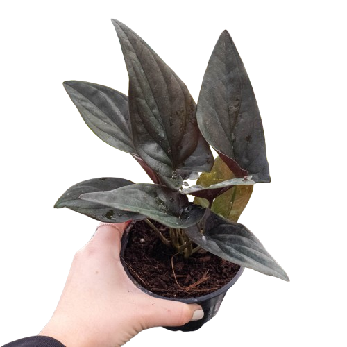 A potted houseplant with large dark gray-green leaves being held in a person's hand against a plain white background.