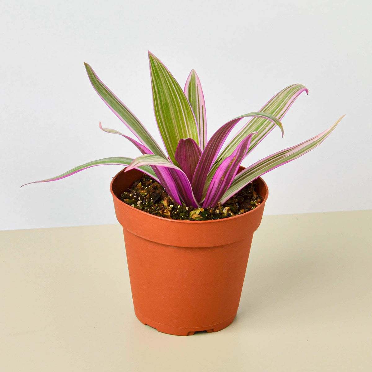 A potted variegated spider plant with green and pink striped leaves, in a terracotta-colored plastic pot, set against a clean white and beige background.