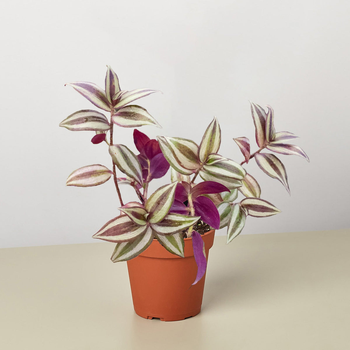 A potted variegated houseplant with green, cream, and purple leaves in a terracotta-colored plastic pot, set against a plain light gray background.