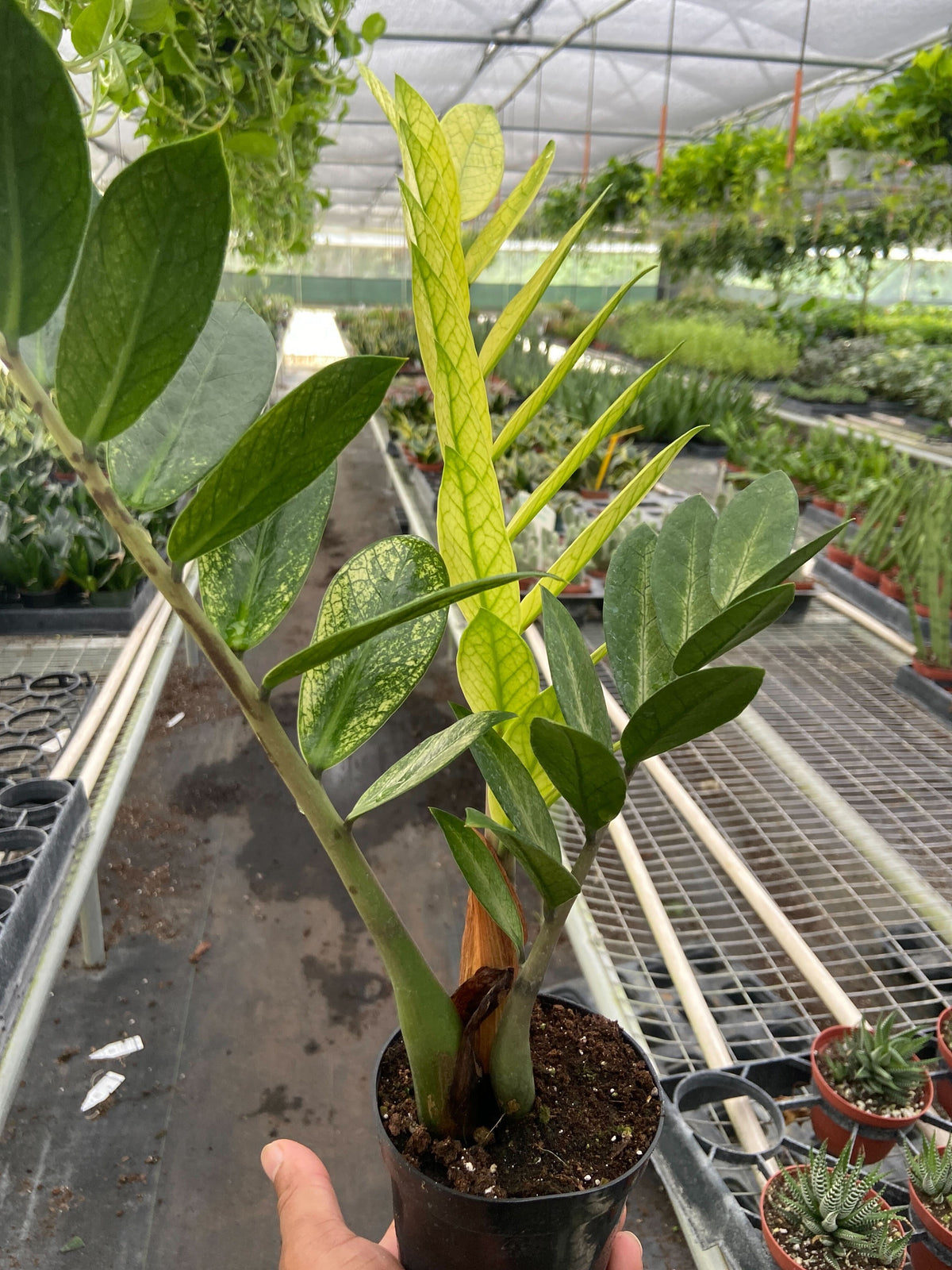 ZZ Plant ‘Chameleon’