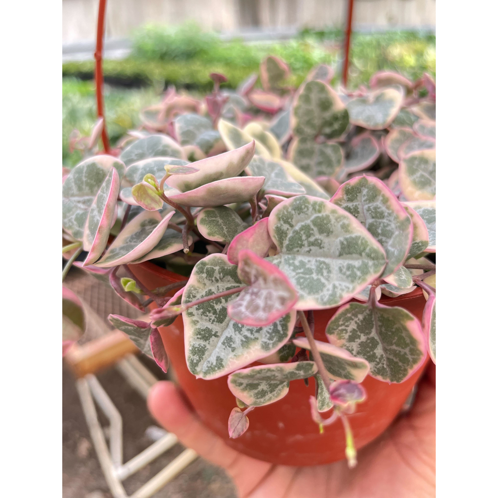 A close-up of a variegated houseplant with oval green leaves featuring pink edges and white marbling, growing in a terracotta-colored plastic pot and being held in a hand.