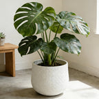 Large potted plant with broad leaves in a textured pot on a light wooden floor.