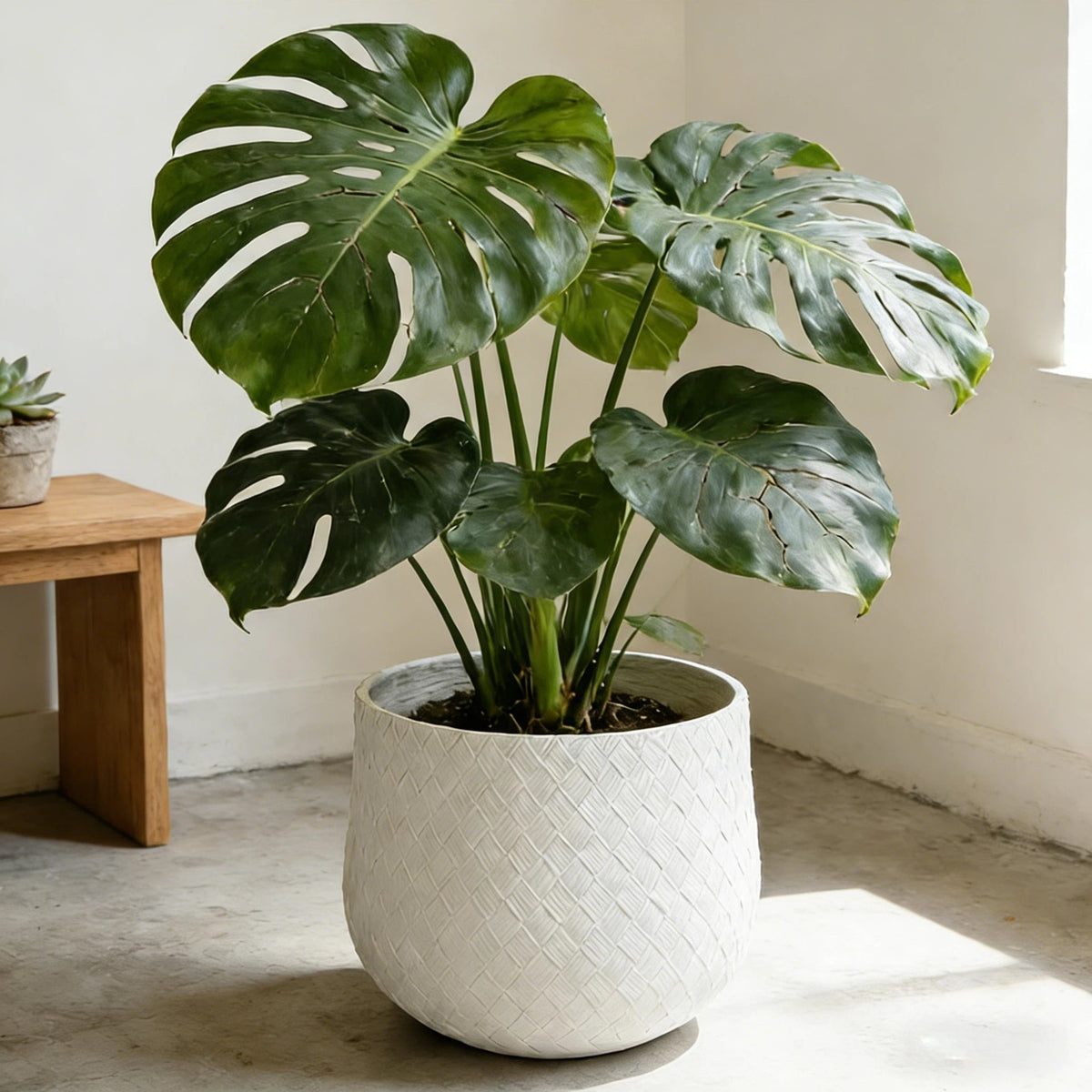 Large potted plant with broad leaves in a textured pot on a light wooden floor.