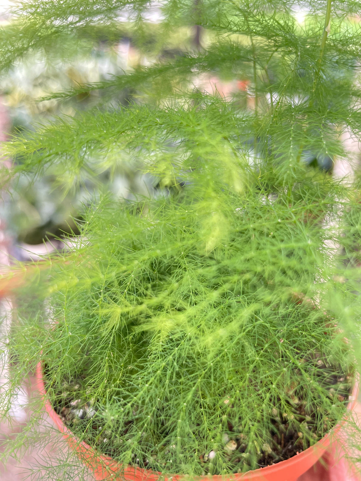 Potted plant with dense green foliage