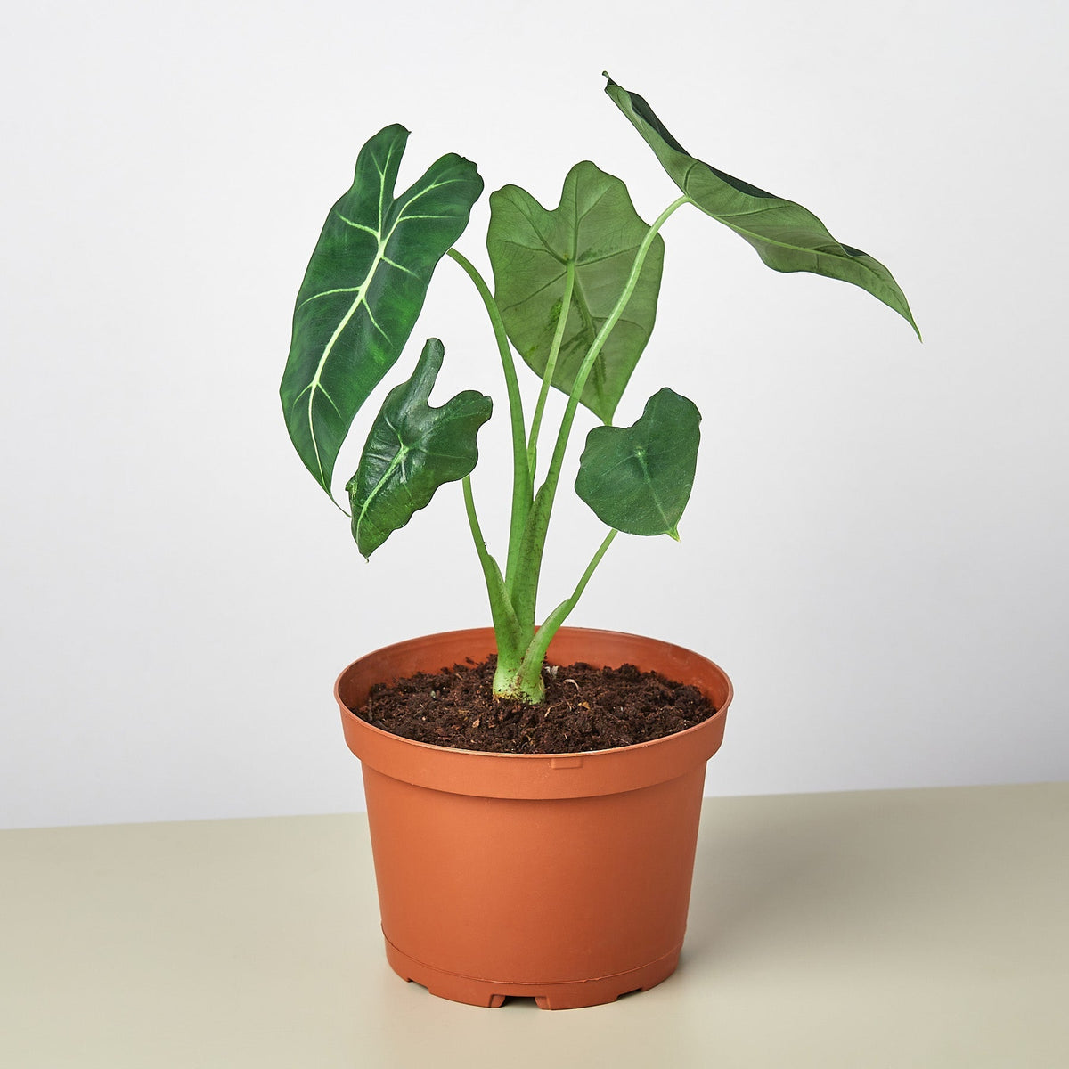 Potted plant with large green leaves on a white background