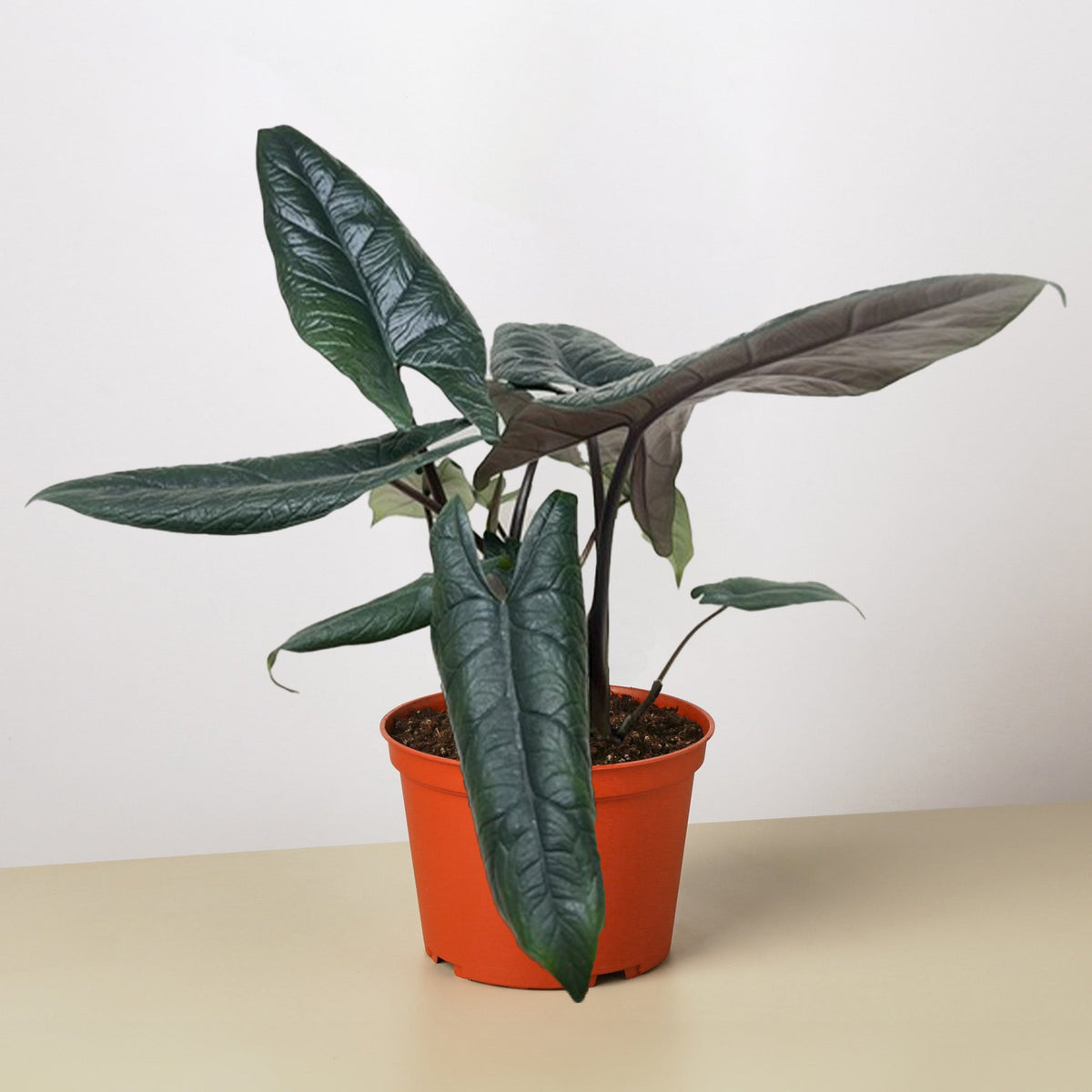 Alocasia scalprum with long, dark green ridged leaves in an orange-brown nursery pot against a light background.