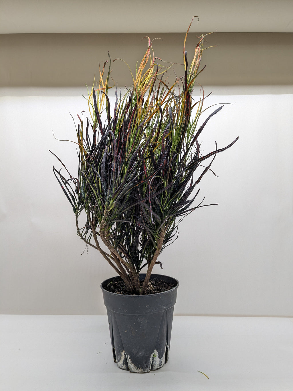 Potted plant with dark, twisted leaves on a white surface and beige background